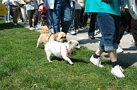 NAMIWalk07 (217) 